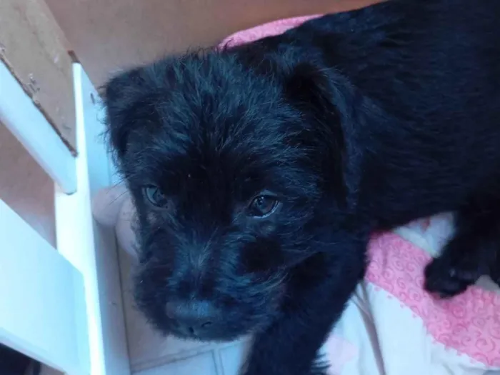 Cachorro ra a Poodle idade 2 a 6 meses nome Frederico 