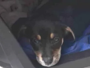 Cachorro raça SRD-ViraLata idade 2 a 6 meses nome Nao coloquei nome