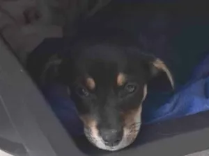Cachorro raça SRD-ViraLata idade 2 a 6 meses nome Nao coloquei nome