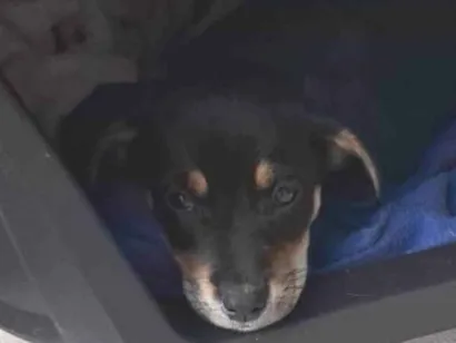 Cachorro raça SRD-ViraLata idade 2 a 6 meses nome Nao coloquei nome