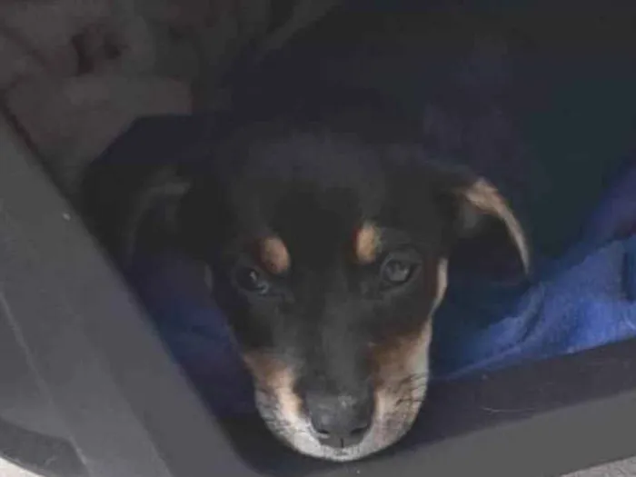 Cachorro ra a SRD-ViraLata idade 2 a 6 meses nome Nao coloquei nome