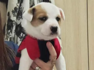 Cachorro raça SRD-ViraLata idade Abaixo de 2 meses nome Sem nome