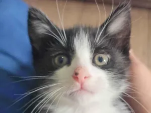 Gato raça SRD-ViraLata idade 2 a 6 meses nome Filhote 