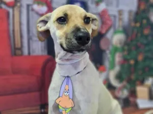 Cachorro raça SRD-ViraLata idade 2 a 6 meses nome Falar com Rosana - Whats 11 97558-0666
