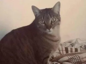 Gato raça SRD-ViraLata idade 2 a 6 meses nome Falar com Carla - Whats 11 99233-2162
