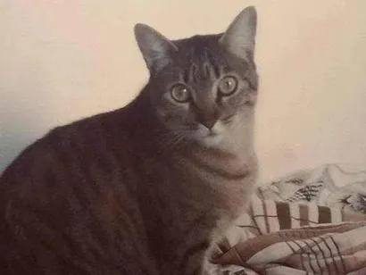 Gato raça SRD-ViraLata idade 2 a 6 meses nome Falar com Carla - Whats 11 99233-2162