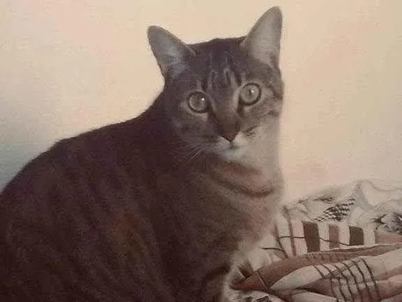 Gato ra a SRD-ViraLata idade 2 a 6 meses nome Falar com Carla - Whats 11 99233-2162