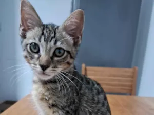 Gato raça SRD-ViraLata idade 2 a 6 meses nome Chamby 