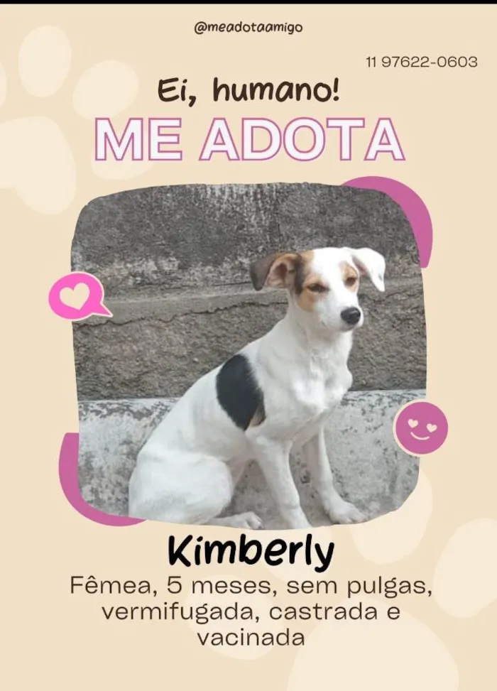 Cachorro ra a SRD-ViraLata idade 2 a 6 meses nome Protetora 