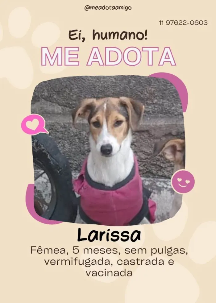 Cachorro ra a SRD-ViraLata idade 2 a 6 meses nome Protetora 