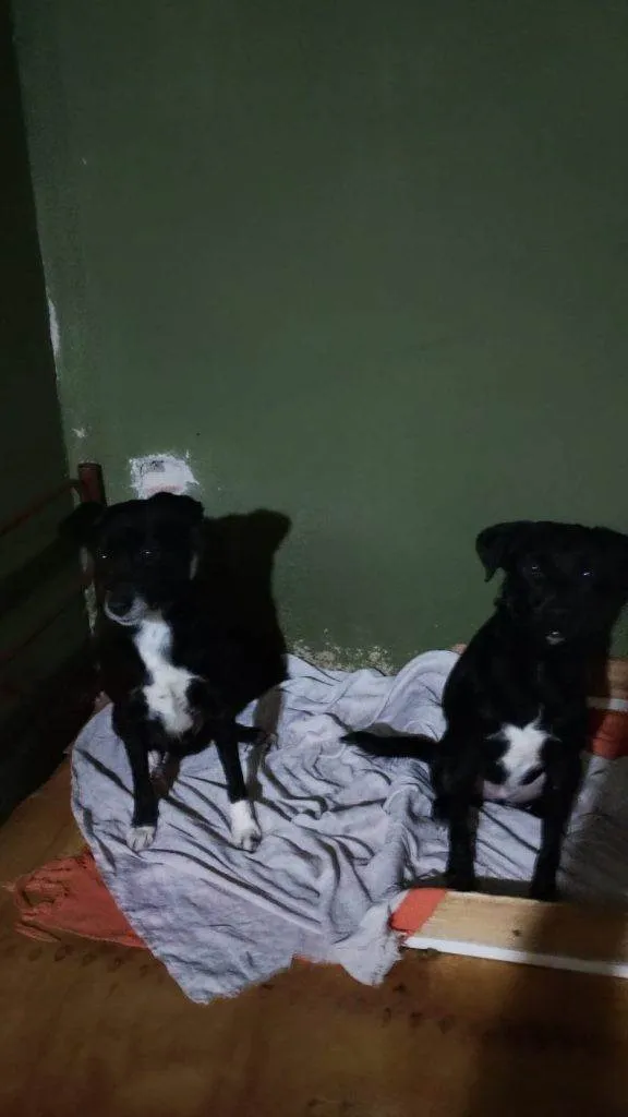 Cachorro ra a SRD-ViraLata idade 2 a 6 meses nome Falar com Francisca - Whats 19 98303-7267