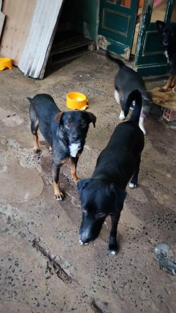 Cachorro ra a SRD-ViraLata idade 2 a 6 meses nome Falar com Francisca - Whats 19 98303-7267