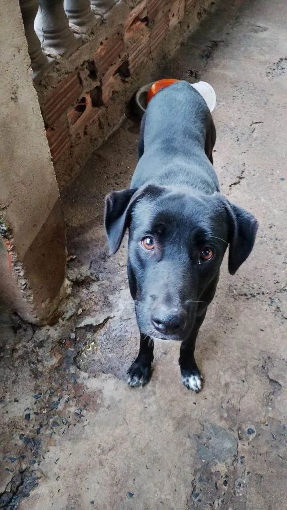 Cachorro ra a SRD-ViraLata idade 2 a 6 meses nome Falar com Francisca - Whats 19 98303-7267