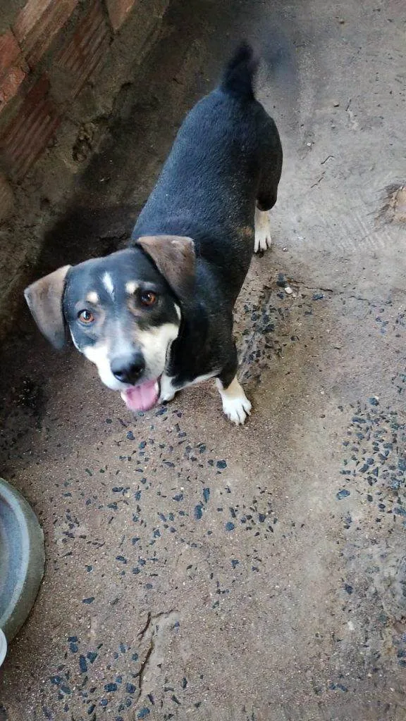Cachorro ra a SRD-ViraLata idade 2 a 6 meses nome Falar com Francisca - Whats 19 98303-7267