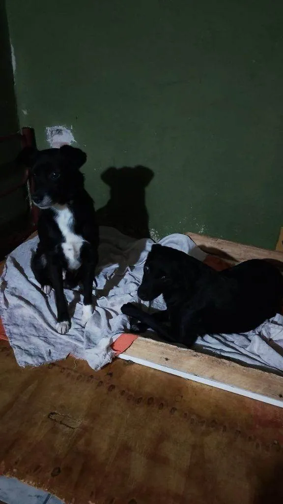 Cachorro ra a SRD-ViraLata idade 2 a 6 meses nome Falar com Francisca - Whats 19 98303-7267