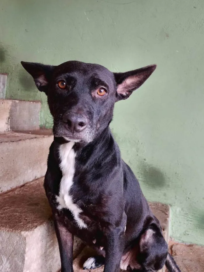 Cachorro ra a SRD-ViraLata idade 2 a 6 meses nome Falar com Francisca - Whats 19 98303-7267