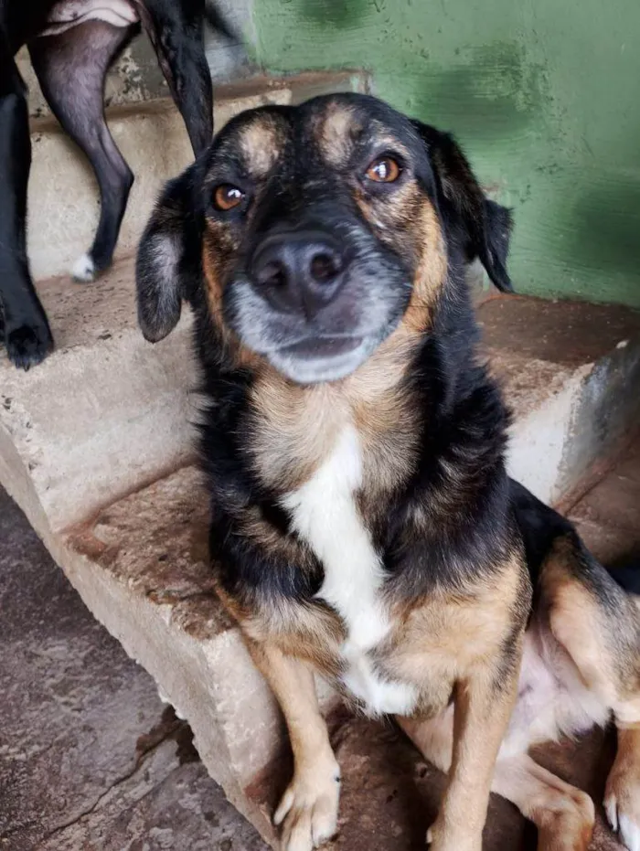 Cachorro ra a SRD-ViraLata idade 2 a 6 meses nome Falar com Francisca - Whats 19 98303-7267