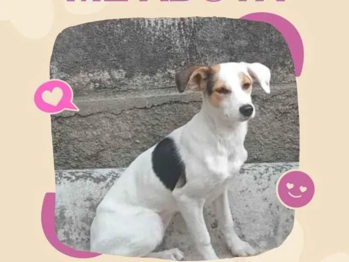 Cachorro ra a SRD-ViraLata idade 2 a 6 meses nome Protetora 