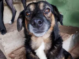 Cachorro raça SRD-ViraLata idade 2 a 6 meses nome Falar com Francisca - Whats 19 98303-7267