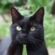 Salem 