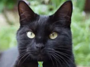 Gato raça Angorá idade 2 anos nome Salem 
