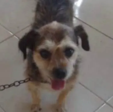 Cachorro ra a SRD-ViraLata idade 6 ou mais anos nome Nick