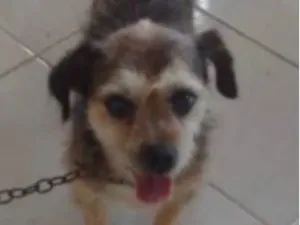 Cachorro raça SRD-ViraLata idade 6 ou mais anos nome Nick