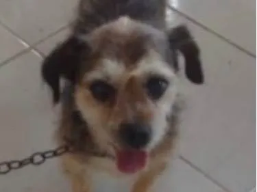 Cachorro ra a SRD-ViraLata idade 6 ou mais anos nome Nick