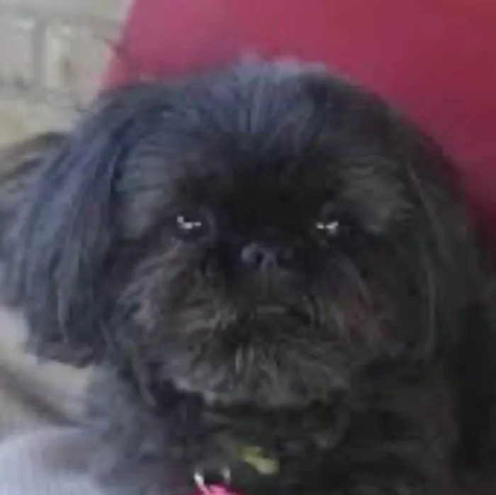 Cachorro ra a Shitzu idade 6 ou mais anos nome Charlie 