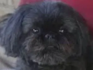 Cachorro raça Shitzu idade 6 ou mais anos nome Charlie 