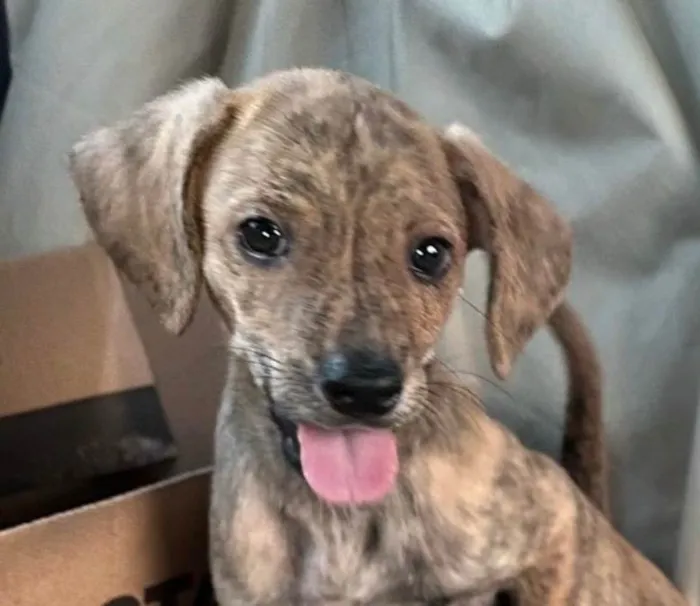 Cachorro ra a SRD-ViraLata idade 2 a 6 meses nome Tody