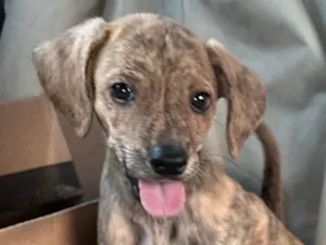Cachorro raça SRD-ViraLata idade 2 a 6 meses nome Tody