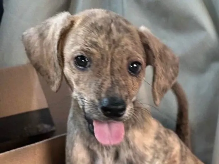 Cachorro ra a SRD-ViraLata idade 2 a 6 meses nome Tody