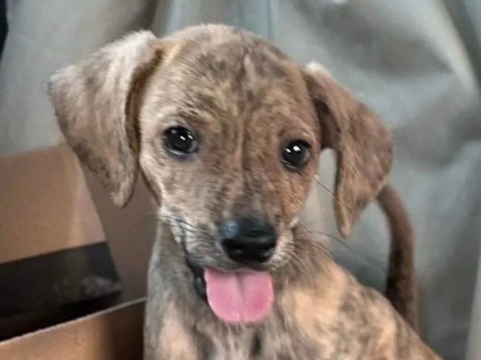 Cachorro ra a SRD-ViraLata idade 2 a 6 meses nome Tody