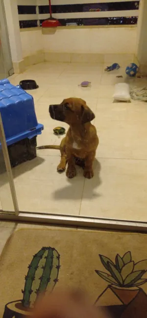 Cachorro raça SRD-ViraLata idade 2 a 6 meses nome Caju