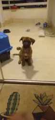 Caju