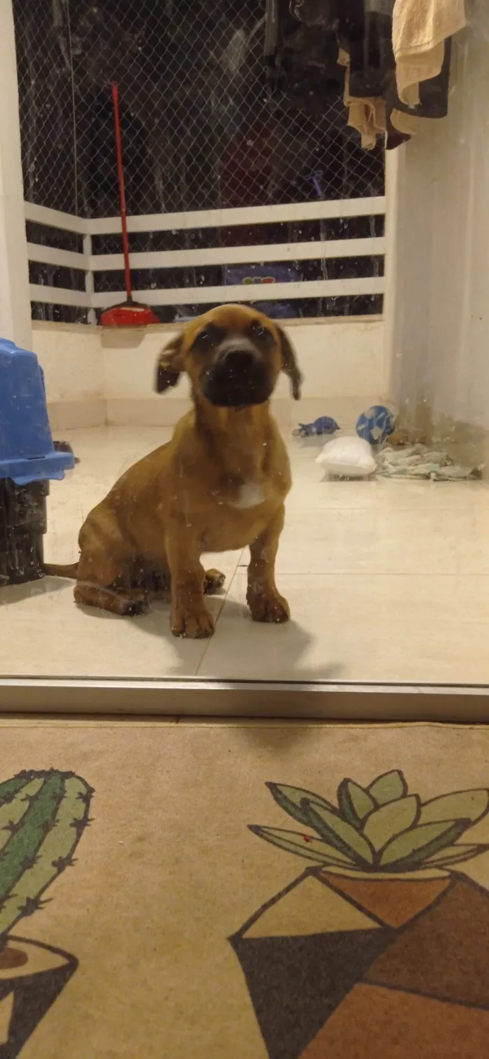 Cachorro ra a SRD-ViraLata idade 2 a 6 meses nome Caju