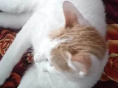 Gato ra a SRD-ViraLata idade 2 a 6 meses nome Sem nome