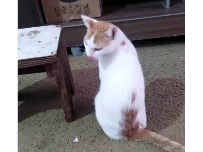 Gato ra a SRD-ViraLata idade 2 a 6 meses nome Sem nome