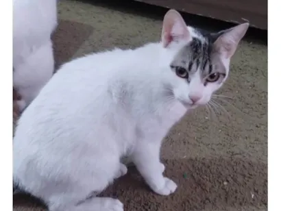 Gato raça SRD-ViraLata idade 2 a 6 meses nome Sem nome