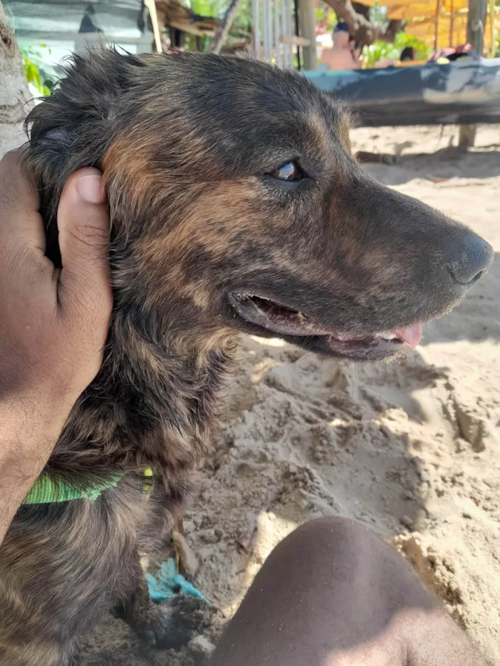 Cachorro ra a SRD-ViraLata idade 2 a 6 meses nome Bibinho