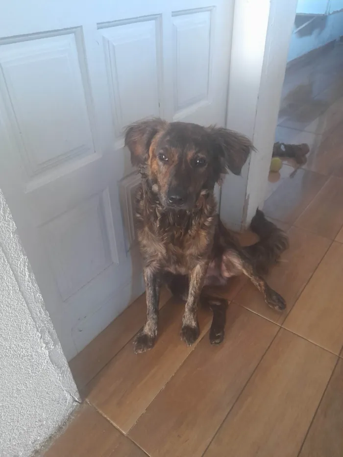 Cachorro ra a SRD-ViraLata idade 2 a 6 meses nome Bibinho