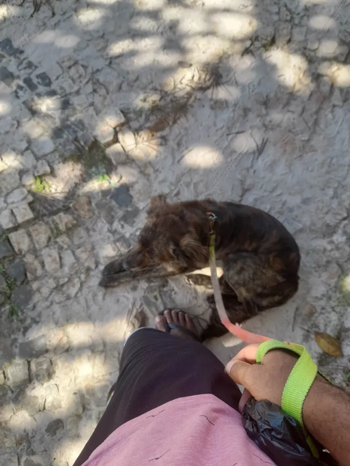 Cachorro ra a SRD-ViraLata idade 2 a 6 meses nome Bibinho