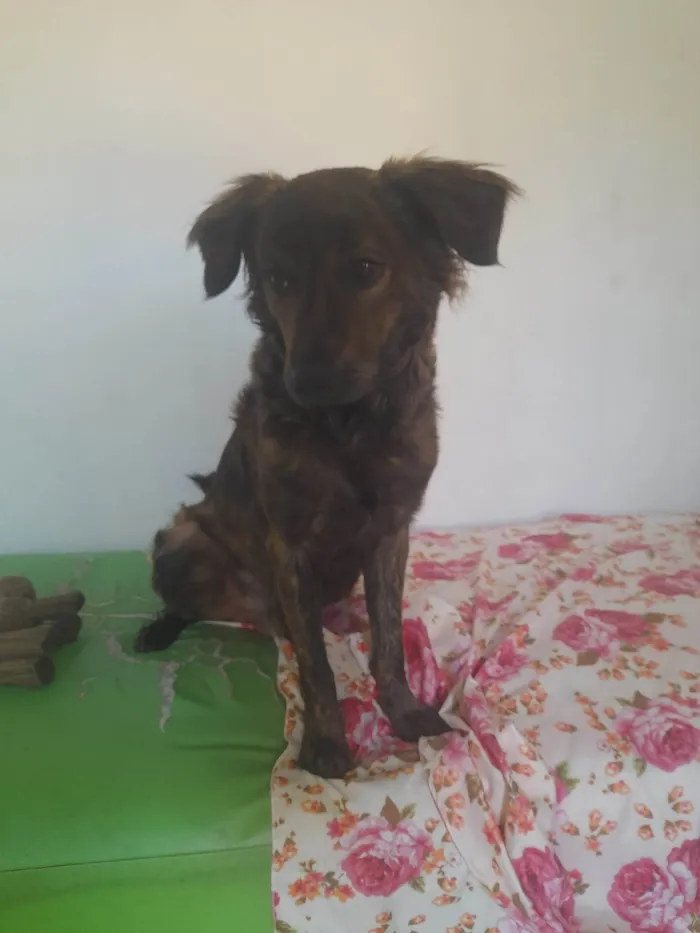 Cachorro ra a SRD-ViraLata idade 2 a 6 meses nome Bibinho