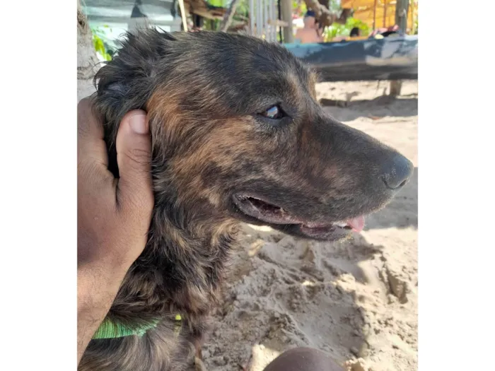Cachorro ra a SRD-ViraLata idade 2 a 6 meses nome Bibinho