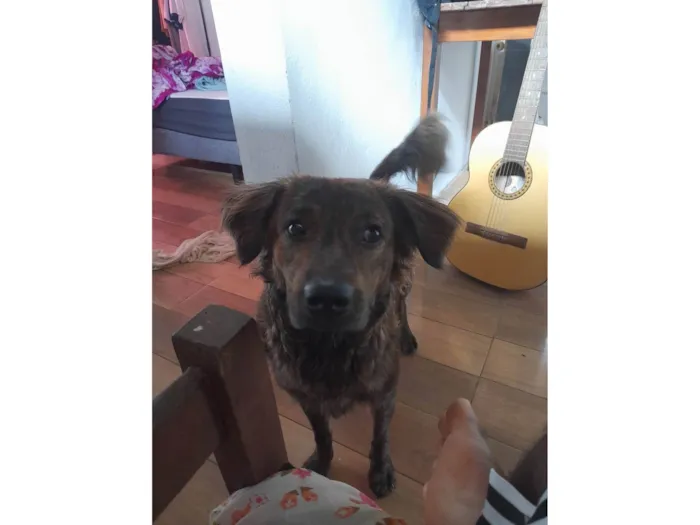 Cachorro ra a SRD-ViraLata idade 2 a 6 meses nome Bibinho