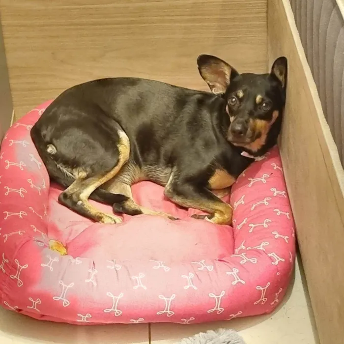 Cachorro ra a SRD-ViraLata idade 4 anos nome Broa