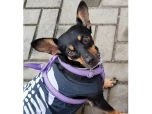 Cachorro raça SRD-ViraLata idade 4 anos nome Broa