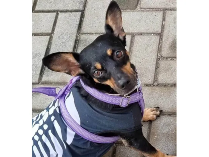 Cachorro ra a SRD-ViraLata idade 4 anos nome Broa