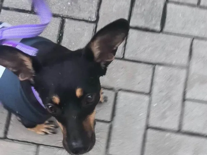 Cachorro ra a SRD-ViraLata idade 4 anos nome Broa